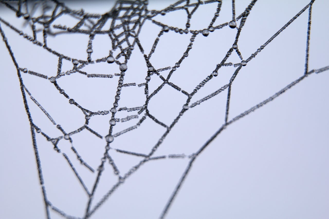 Spider Web Illustration